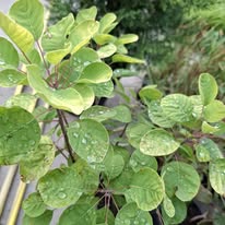Scumpie Cotinus