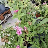 Spirea Mov Cucunita