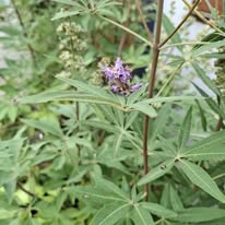 Vitex
