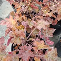 Heuchera Mix