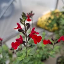 Salvia greggii