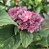 Hortensie macrophylla