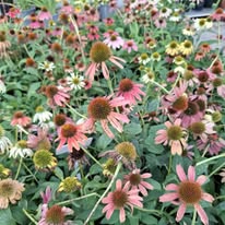 Echinacea