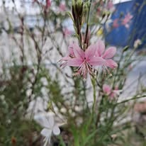 Gaura Pink