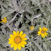 Gazania Galbena