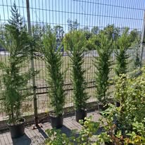 Leylandii