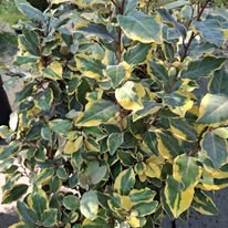 Elaegnus Variegat