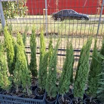 Cupressus sempervirens Totem