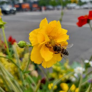 Geum Galben