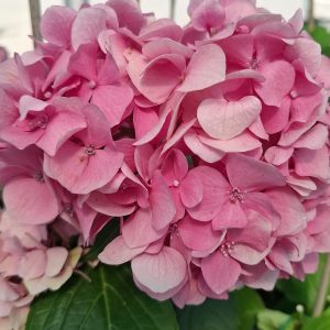 Hortensia Gertrud Glahn