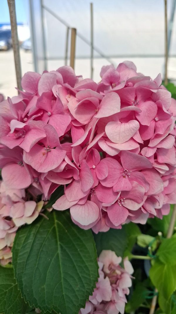Hortensia Gertrud Glahn