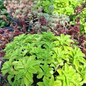 Sedum verde lime Flore galbena
