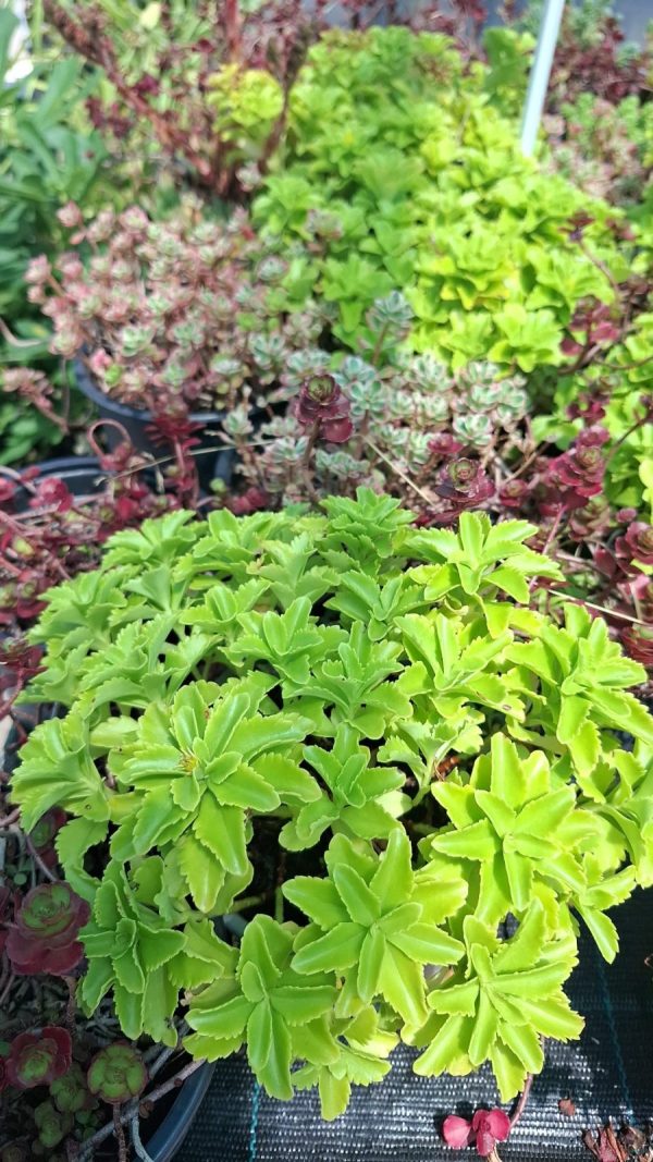 Sedum verde lime Flore galbena
