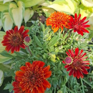 Gazania Portocalie
