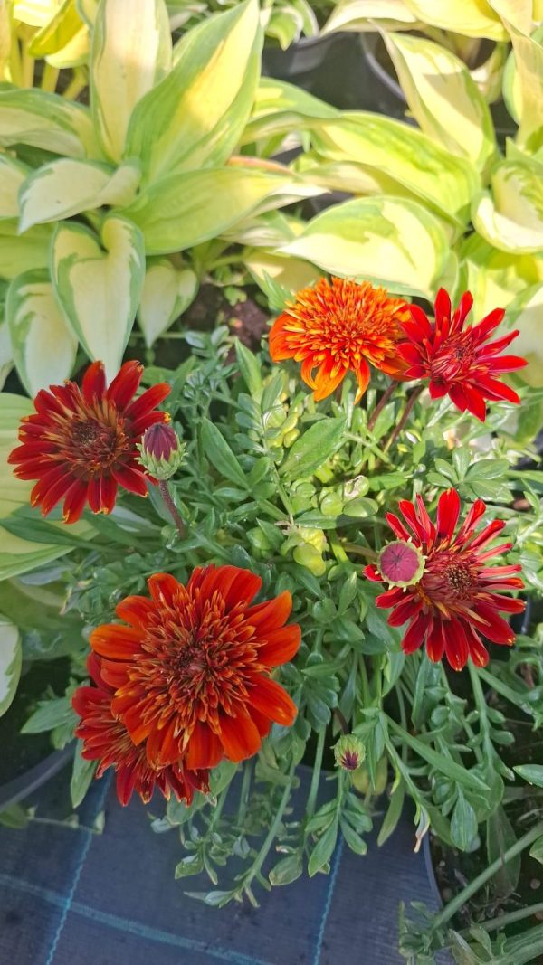 Gazania Portocalie