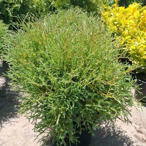 Chamaecyparis pisifera