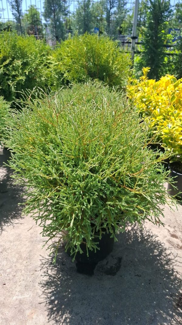 Chamaecyparis pisifera