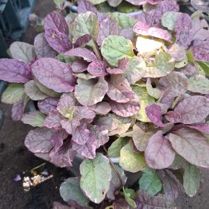 Ajuga Reptans Mov