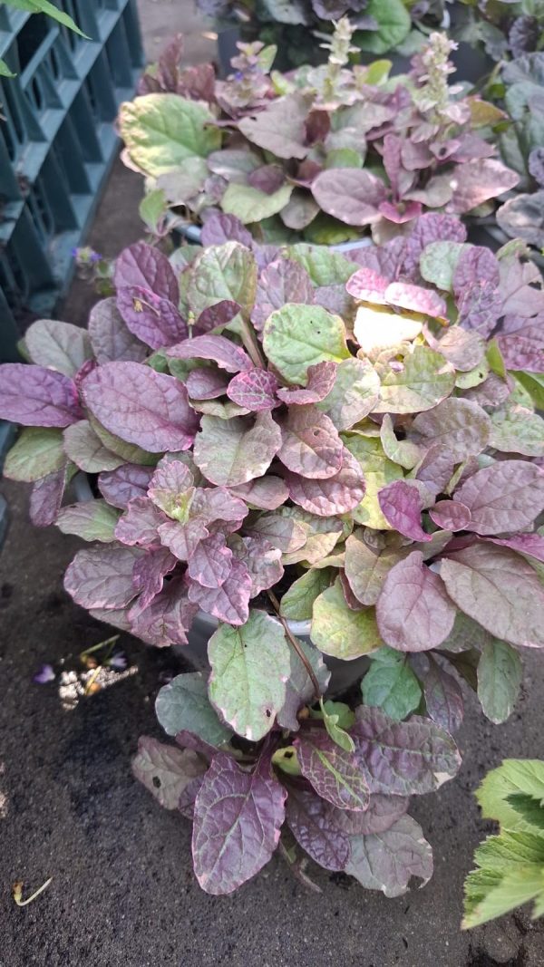 Ajuga Reptans Mov