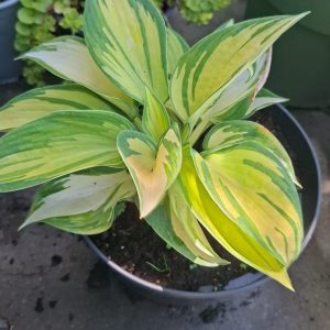 Hosta sieboldiana Hook Crin de Umbra