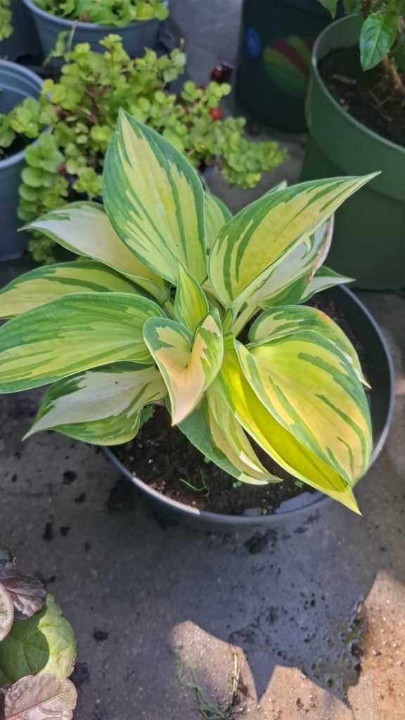 Hosta sieboldiana Hook Crin de Umbra