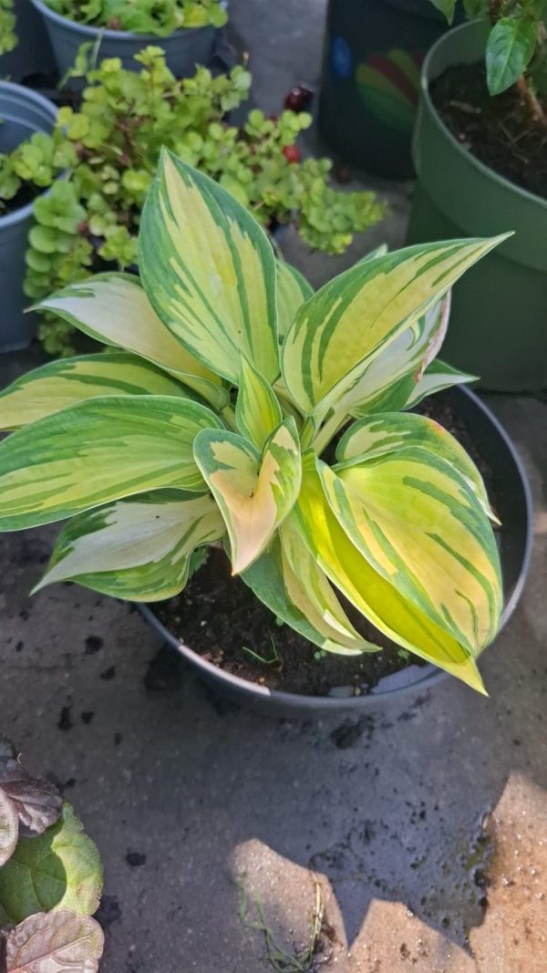 Hosta sieboldiana Hook Crin de Umbra