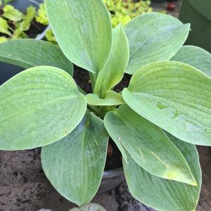 Hosta plantaginea Blue Crin de Umbra