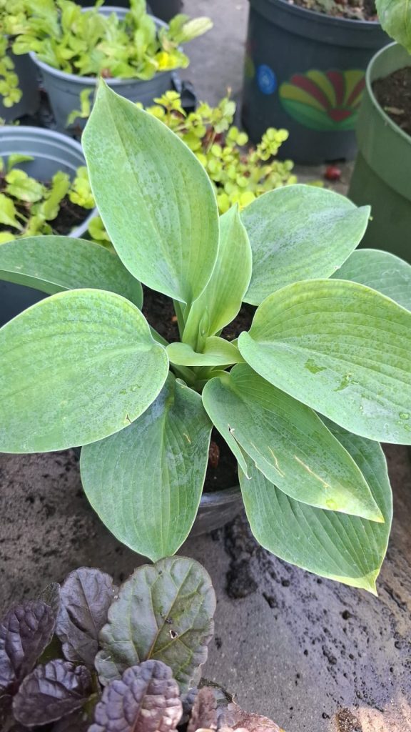 Hosta plantaginea Blue Crin de Umbra