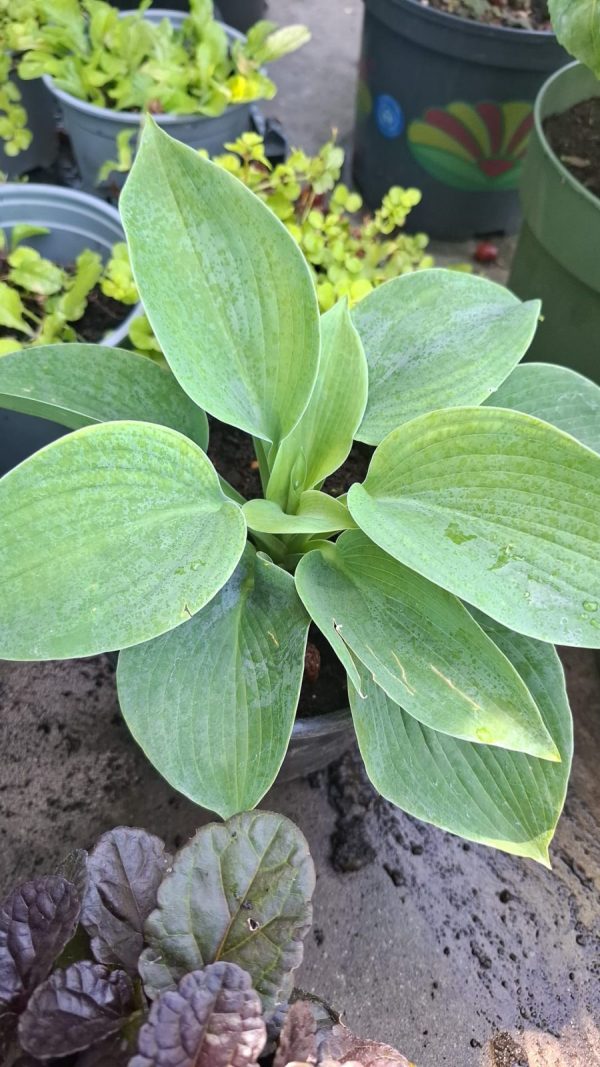 Hosta plantaginea Blue Crin de Umbra