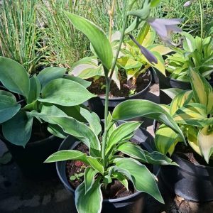Hosta Sieboldii Crin de Umbra