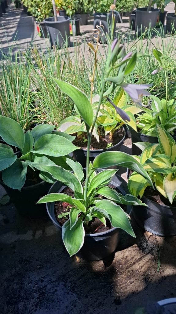 Hosta Sieboldii Crin de Umbra