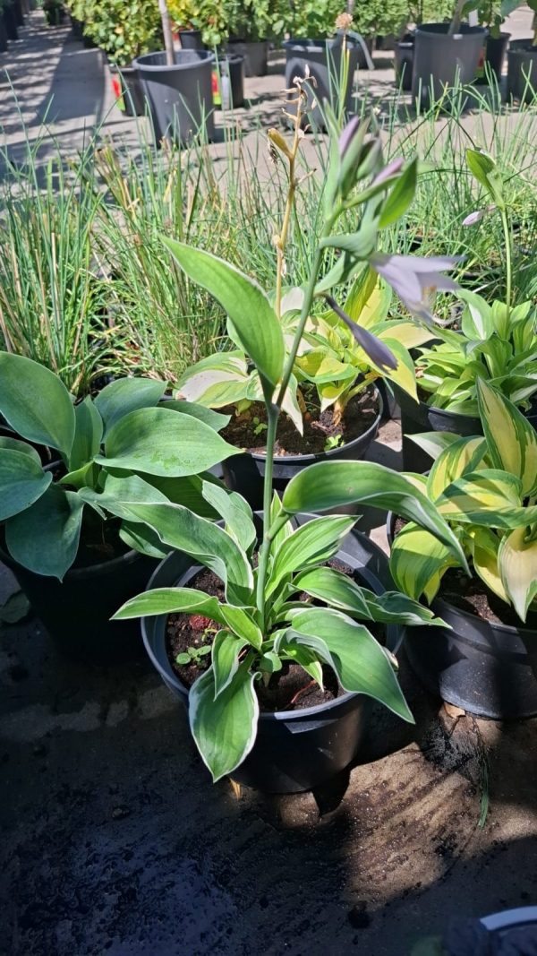 Hosta Sieboldii Crin de Umbra
