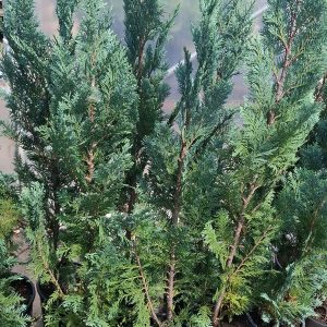 Chamaecyparis lawsoniana blue