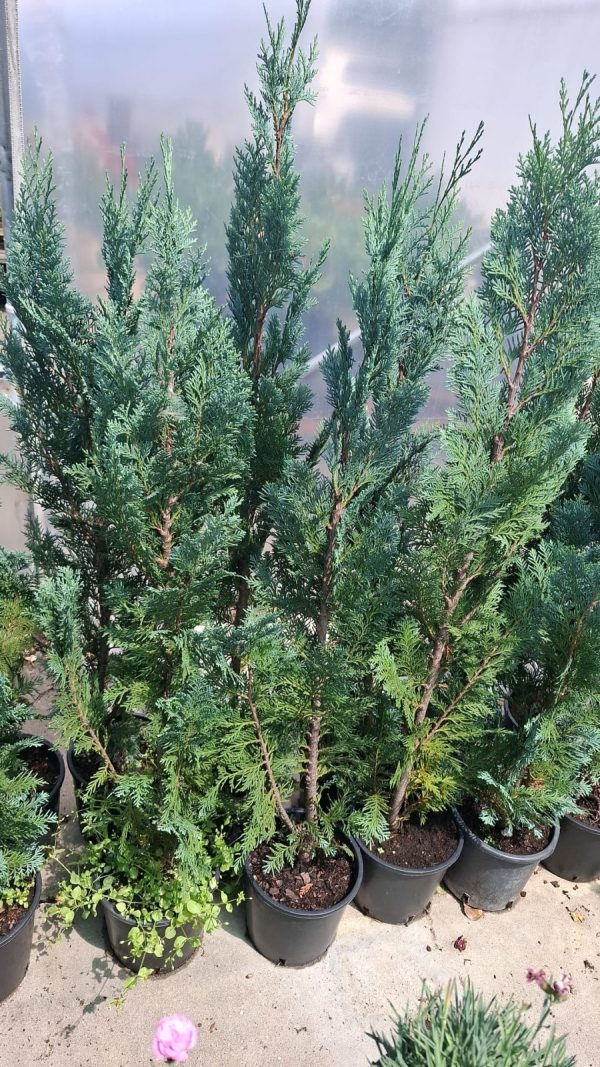 Chamaecyparis lawsoniana blue
