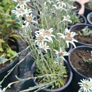 Floare de colt Leontopodium alpinum