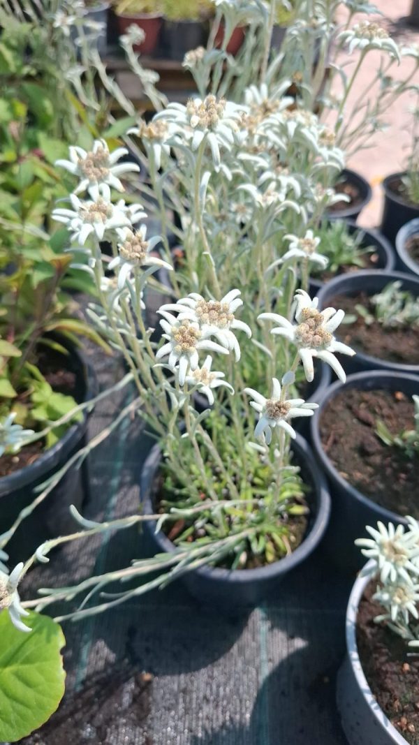 Floare de colt Leontopodium alpinum