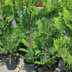 Laylandii