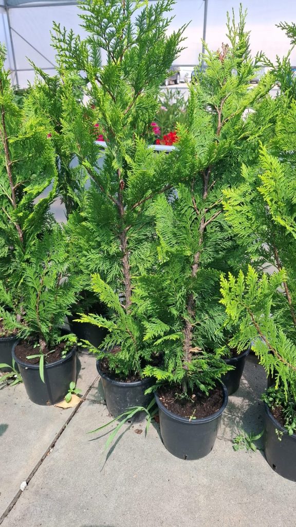 Laylandii