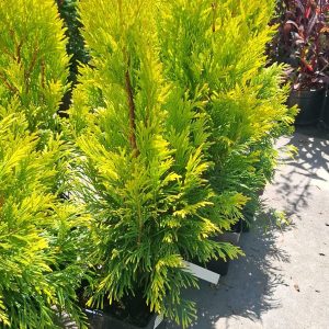 Thuja plicata GOLDY 4ever