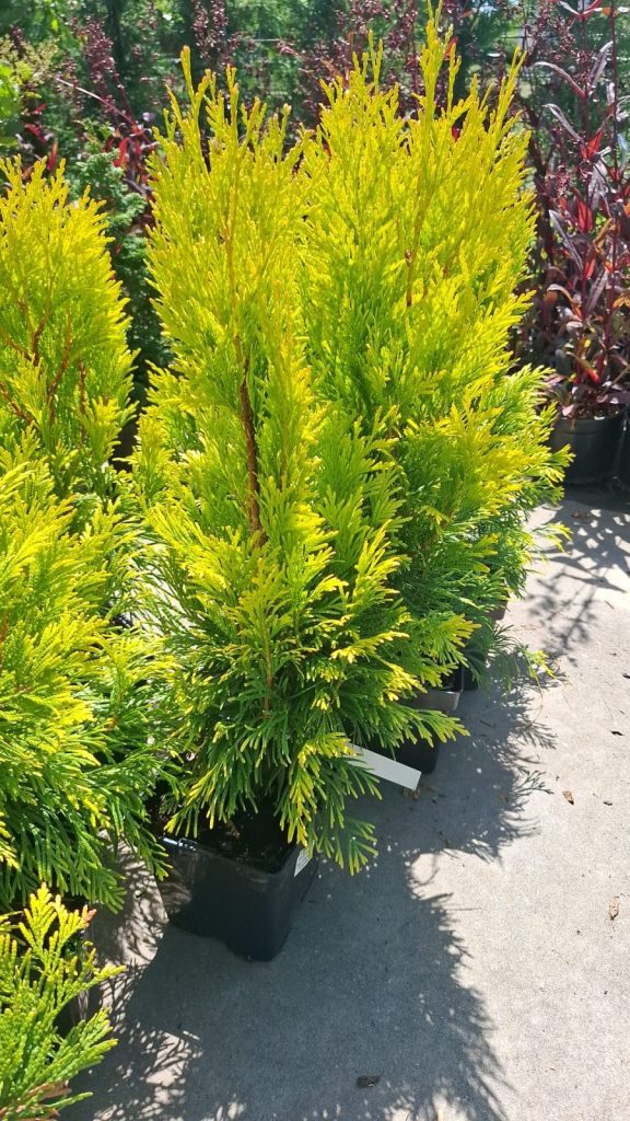 Thuja plicata GOLDY 4ever