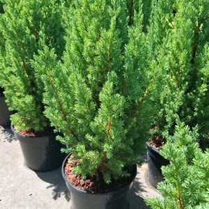 Juniperus stricta