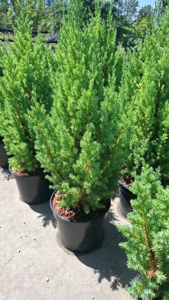 Juniperus stricta