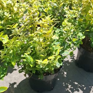 Euonymus fortunei Emerald'n Gold evergreen