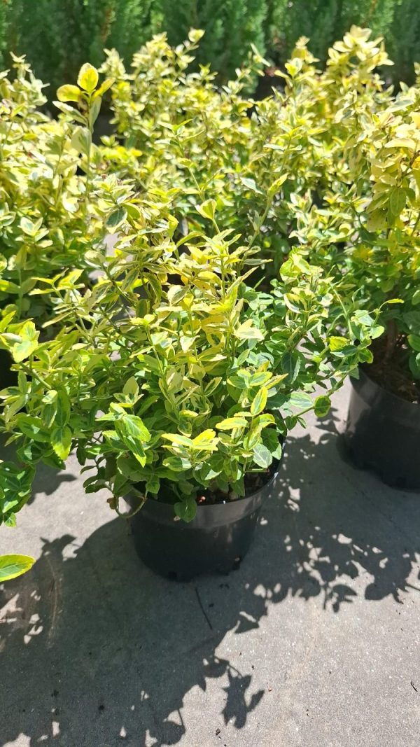 Euonymus fortunei Emerald'n Gold evergreen