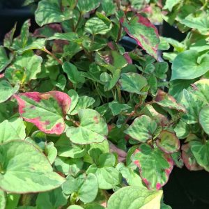 Houttuynia cordata Cameleon