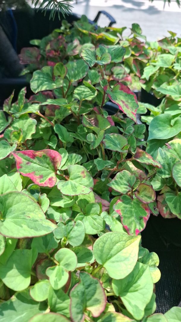 Houttuynia cordata Cameleon