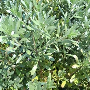 Convolvulus cneorum