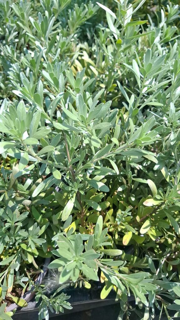 Convolvulus cneorum