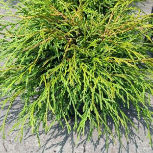Thuja plicata kager's beauty