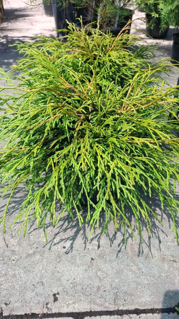 Thuja plicata kager's beauty